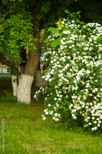 Fototapeta Naklejka Na Ścianę i Meble -  A shrub blooming with white flowers