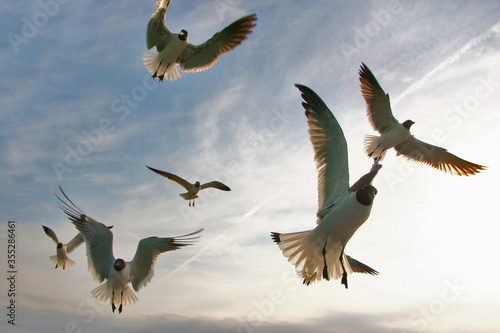Seagulls in flight  Tybee Island  Georgia  USA