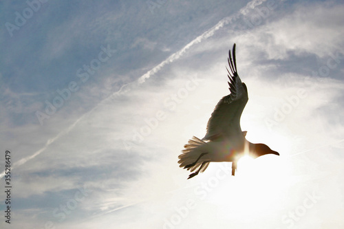 Seagulls in flight  Tybee Island  Georgia  USA