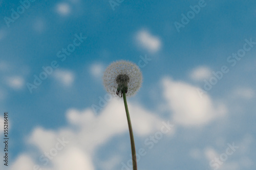 dandelion seeds on the sky background