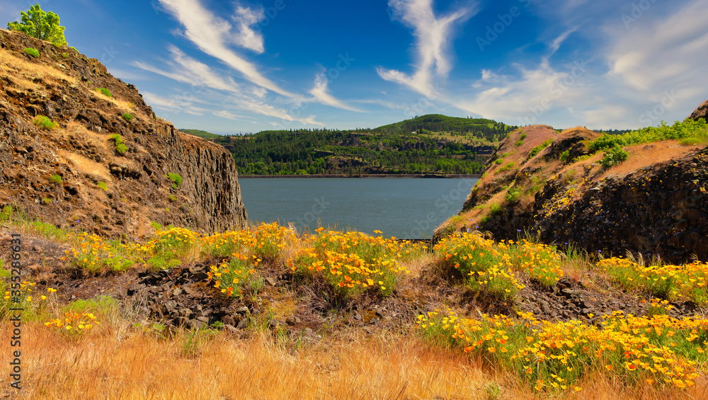 Columbia River Wild Flowers