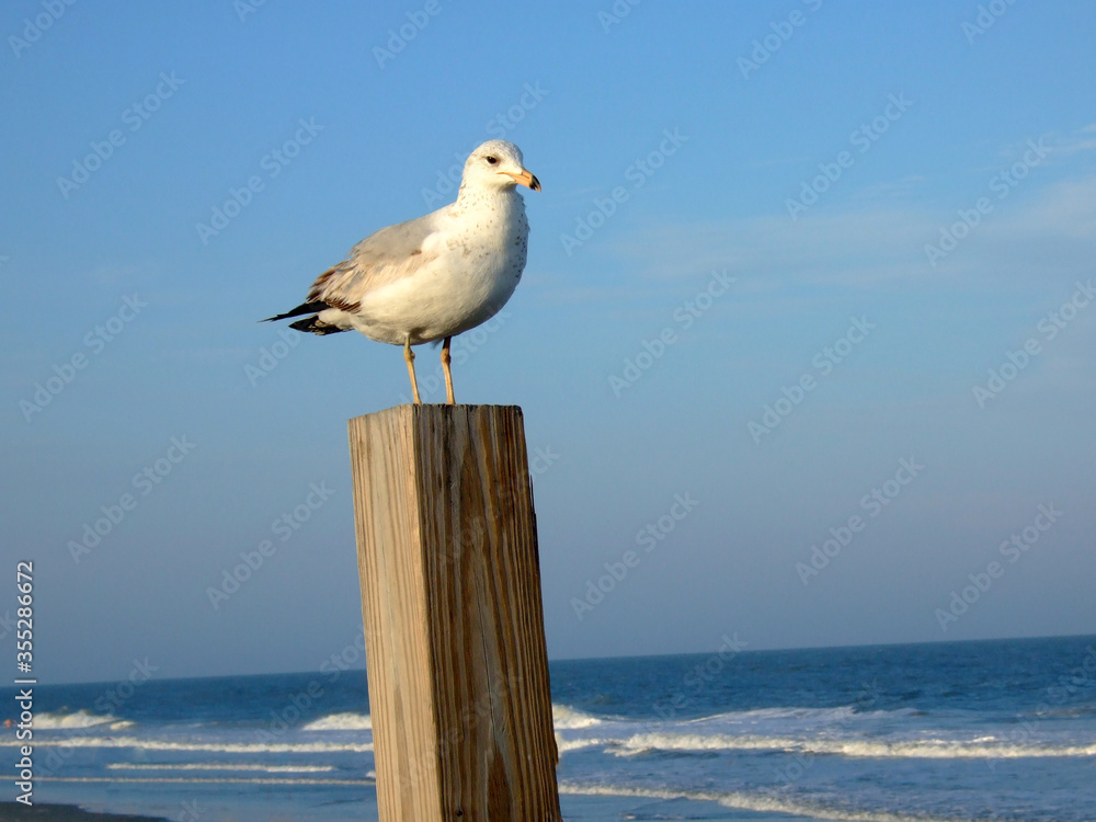 Obraz premium Seagull on Wood Piling