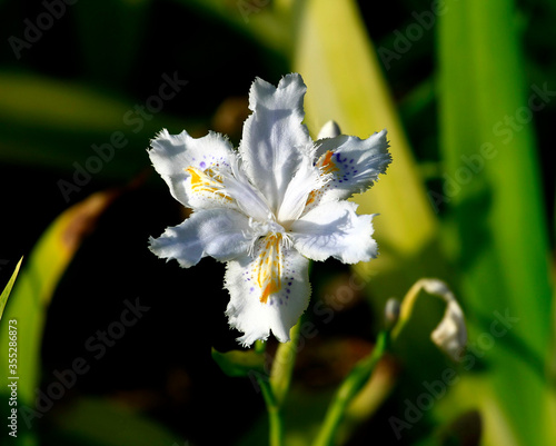 white and yellow flower