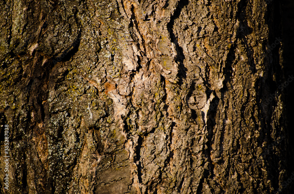 The photo shows detail of bark of cherry tree. The photo shows detail of bark of cherry tree.