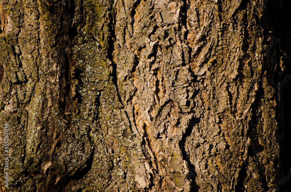 The photo shows detail of bark of cherry tree. The photo shows detail of bark of cherry tree.