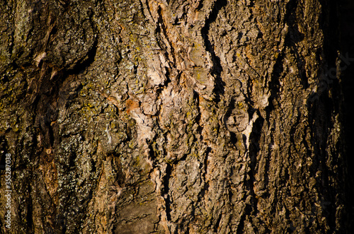The photo shows detail of bark of cherry tree.