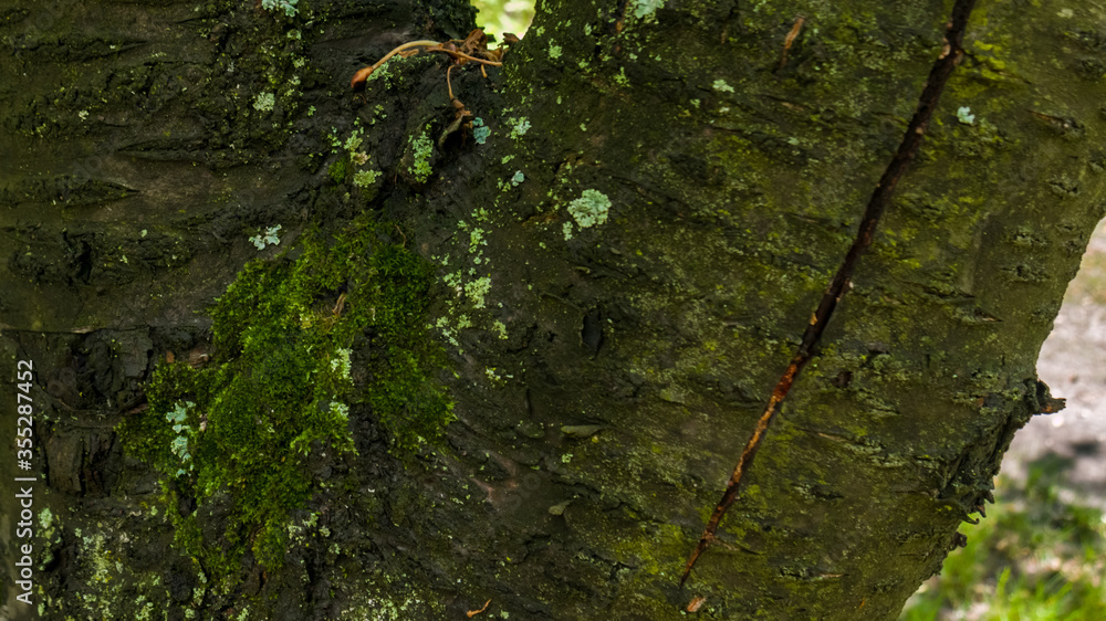 Close up green moss and mold on a tree bark after rain Close up green moss and mold on a tree bark after rain