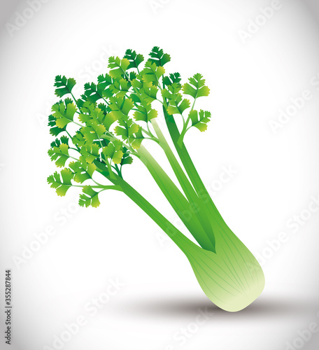 celery plant, green leaves, vegetable fresh organic vector illustration design
