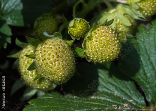 Green unripe strawberry on plant