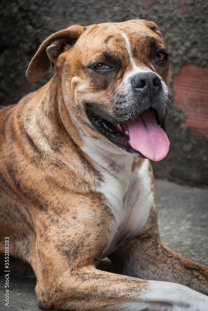 boxer dog portrait
