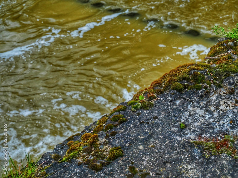 stream in the forest