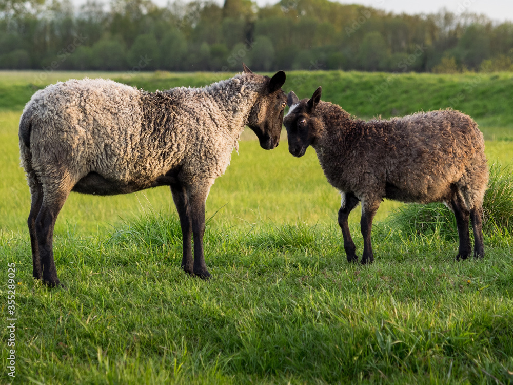 Cute sheep on the farm pasture Cute sheep on the farm pasture