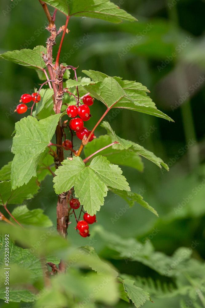 Bright red currant berry vine bush Bright red currant berry vine bush