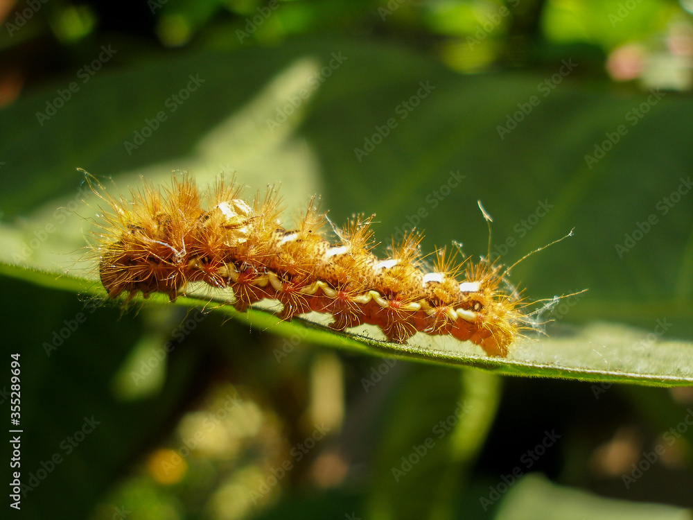 Fototapeta premium Brown caterpillar, larvae of Knot Grass Moth. Insect Acronicta Rumicis caterpillar on green leaf. Close-up photo. Photo taken in garden in central Poland. Sunlight, vivid colors.
