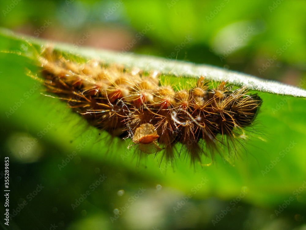 Fototapeta premium Brown caterpillar, larvae of Knot Grass Moth. Insect Acronicta Rumicis caterpillar on green leaf. Close-up photo. Photo taken in garden in central Poland. Sunlight, vivid colors.