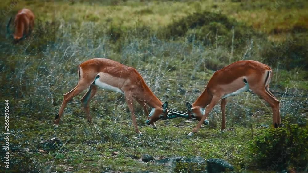 Gazzeles in savannah. The dorcas gazelle (Gazella dorcas) fight for mate in Nairobi National park in Kenya Gazzeles in savannah. The dorcas gazelle (Gazella dorcas) fight for mate in Nairobi National park in Kenya