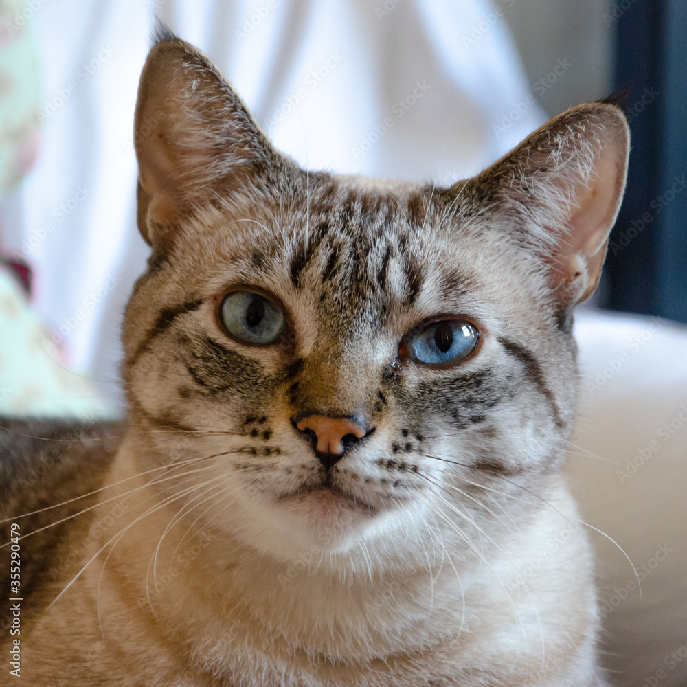 close up on gray tabby cat face looking to camera with blue eyes