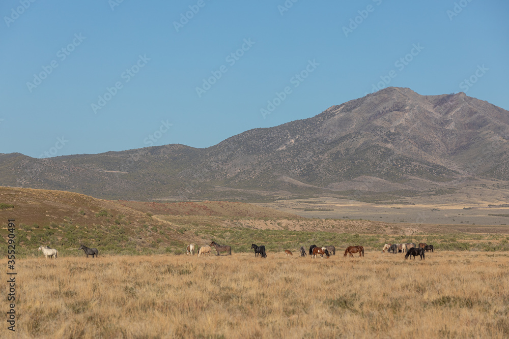 Obraz premium Herd of Wild Horses in Spring in the Utah Desert