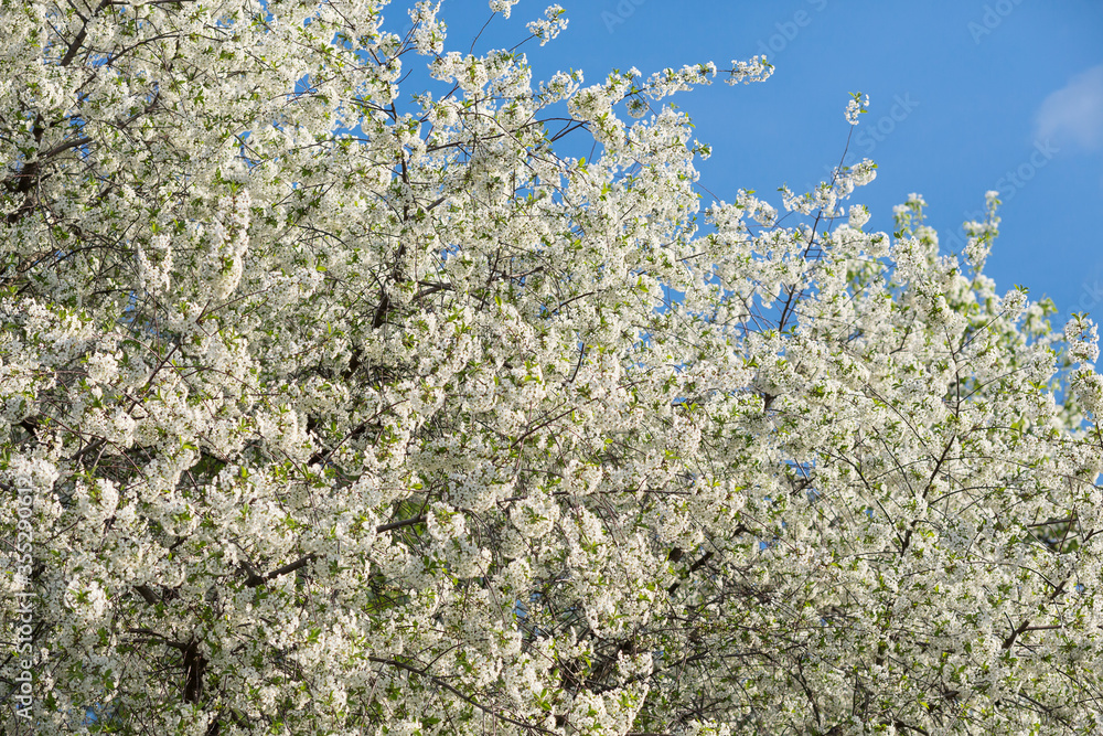 Blossoming cherry tree in spring against the blue sky