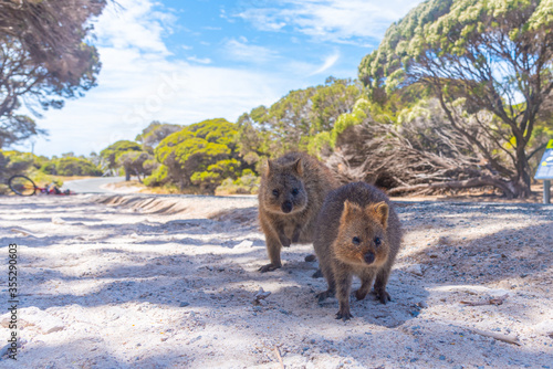 Quokka living at Rottnest island near Perth, Australia photo