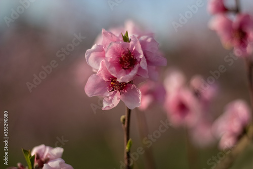 Selective focus on tender cherry blossom flowers.