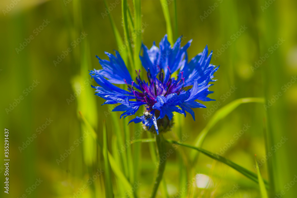 Wild blue flower, cornflower, Centaurea cyanus, bachelor's button, flowering plant in the family Asteraceae, among grass, closeup, macro, nature, plants Wild blue flower, cornflower, Centaurea cyanus, bachelor's button, flowering plant in the family Asteraceae, among grass, closeup, macro, nature, plants