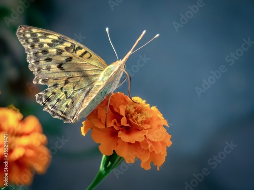 Nature.Butterfly on a tagetis flower close-up. photo
