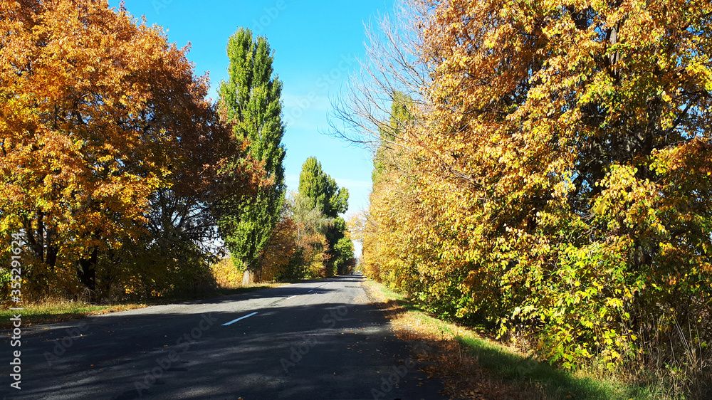 Fototapeta premium empty asphalt road near the forest sunny day