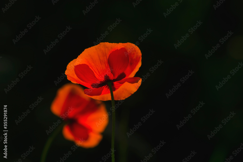 Two red poppy flowers lit by the sun, beautiful flowers mending a black background of shady trees, plants, green stem, red petals, summer, contrast, Two red poppy flowers lit by the sun, beautiful flowers mending a black background of shady trees, plants, green stem, red petals, summer, contrast,