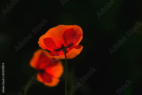 Two red poppy flowers lit by the sun  beautiful flowers mending a black background of shady trees  plants  green stem  red petals  summer  contrast 