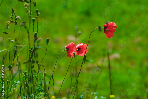 Red poppy flowers, beautiful flowers on a background of green meadow and grass, plants, green stem, red petals, summer