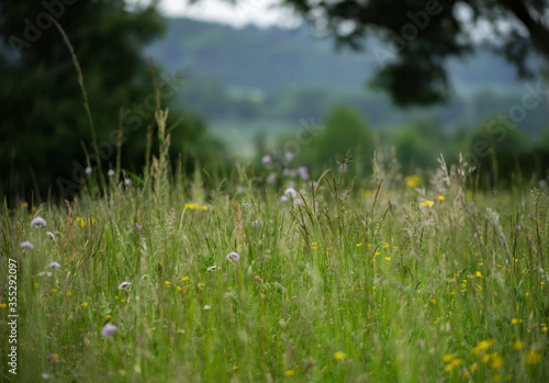 Blumenwiese im Lavanttal