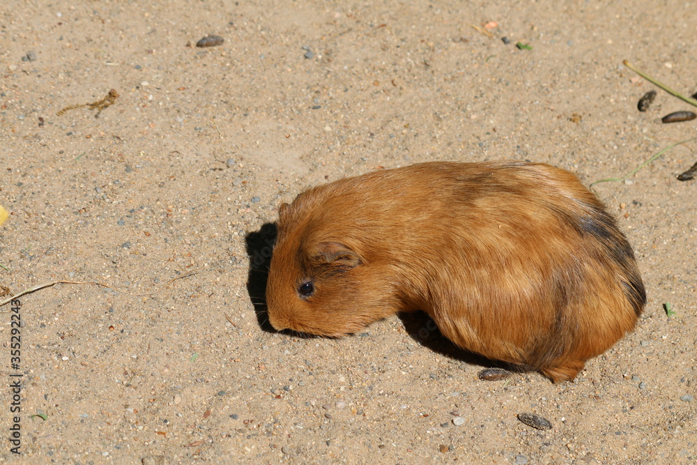 Fototapeta premium Meerschweinchen