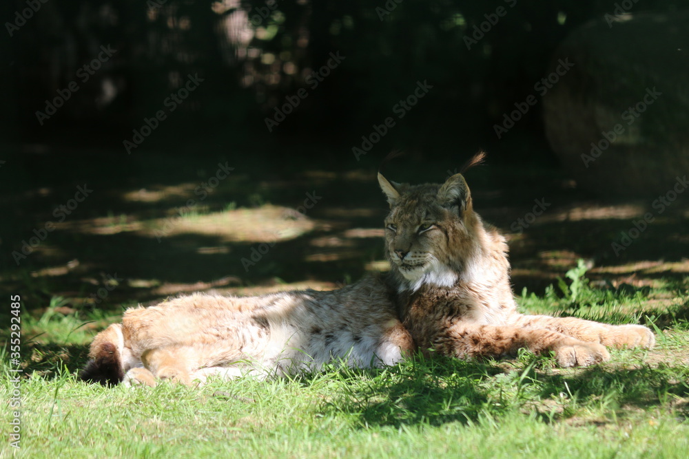 Obraz premium Wildkatze