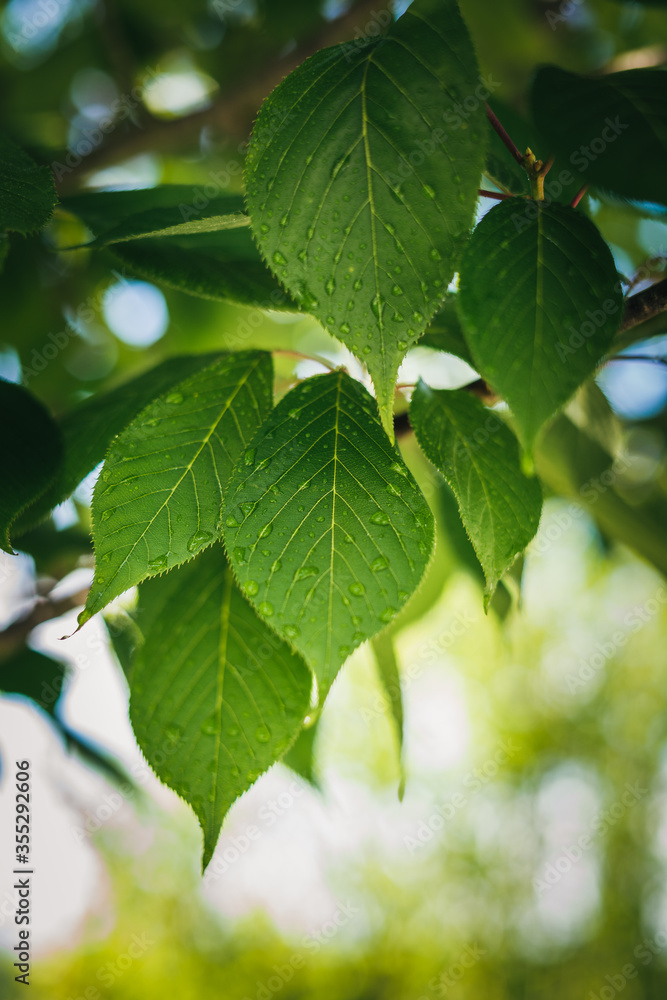 Grüne Blätter mit Tropfen