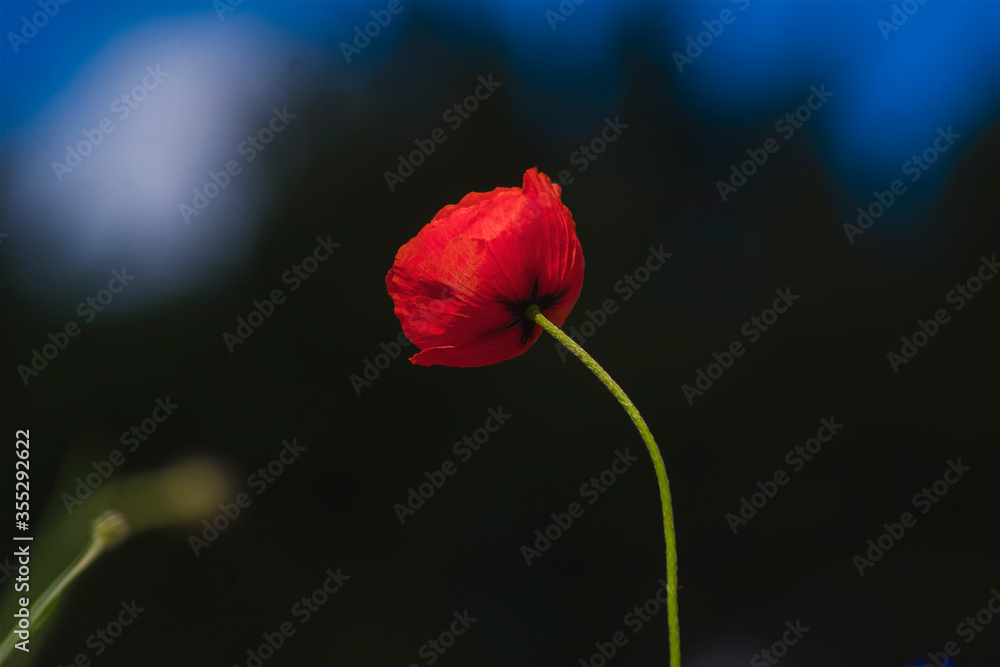 Red poppy flowers, beautiful flowers against the blue sky and dark trees, green plant stem, red petals, summer Red poppy flowers, beautiful flowers against the blue sky and dark trees, green plant stem, red petals, summer