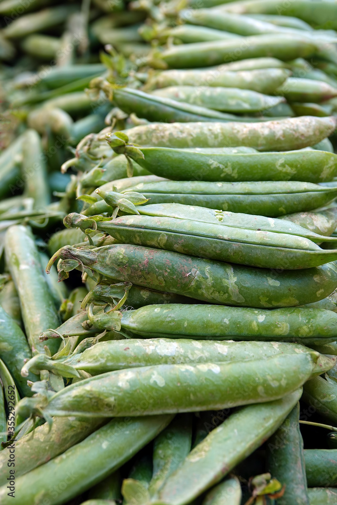 Fototapeta premium Organic Raw Vegetable Pea