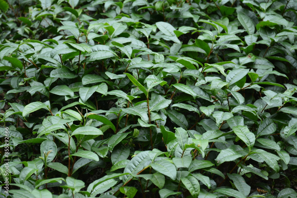 Fototapeta premium Oily green tea tree in Fujian China
