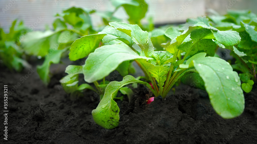 Obraz premium A red reddish at the garden bed in the greenhouse