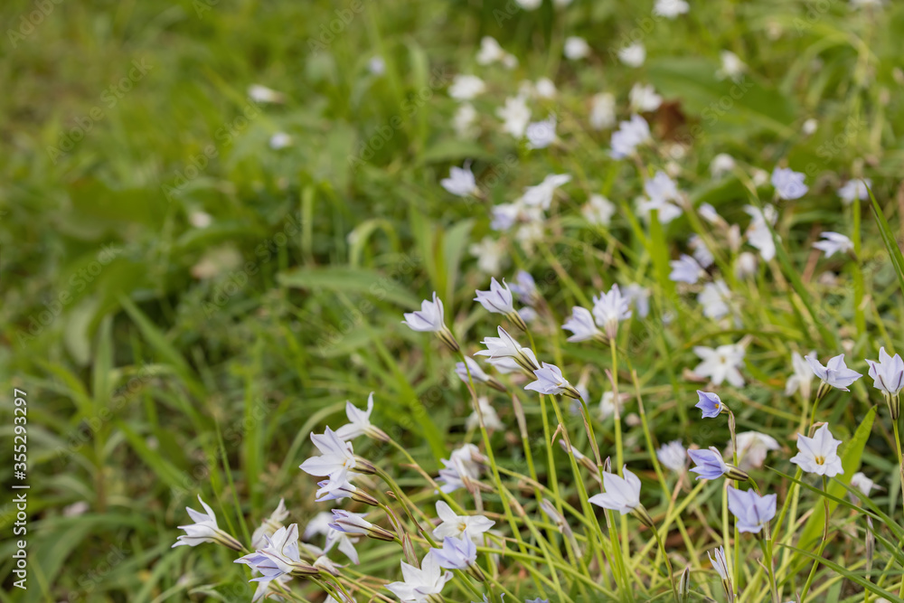Naklejka premium そよかぜ吹く草むらに咲く花