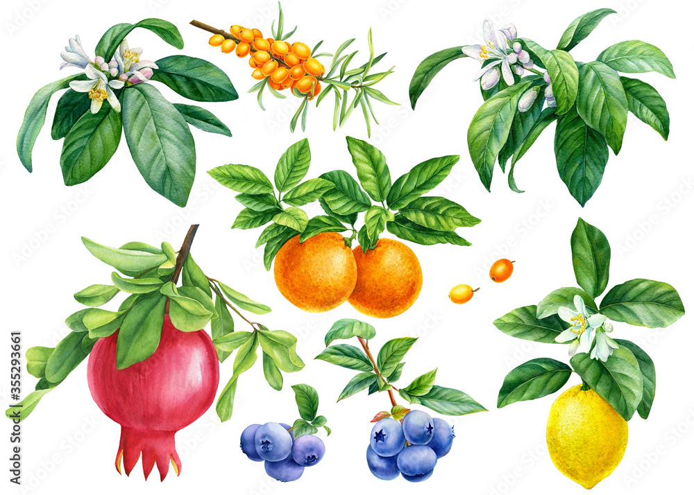 Fototapeta owoce, granat, mandarynka, cytryna, jagoda i rokitnik na gałęzi, botaniczny rysunek akwarela.
