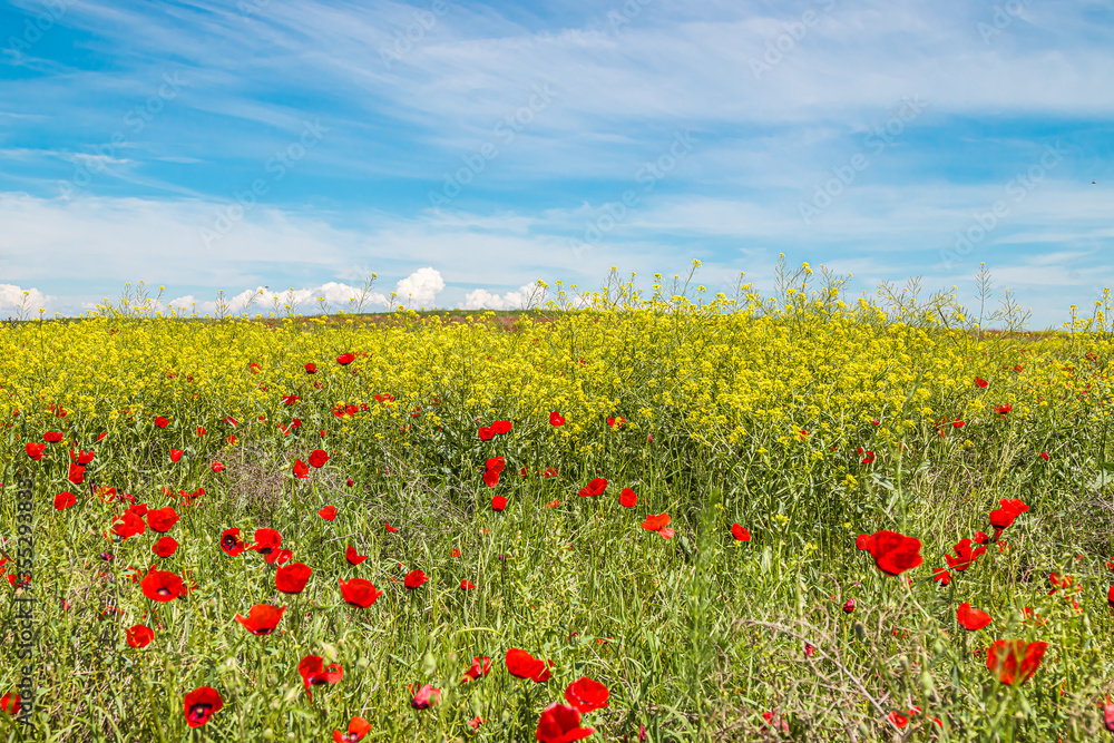 Beautiful spring background with flowers and mountains. Steppe in Kazakhstan. Poppies and Tien-Shan mountains