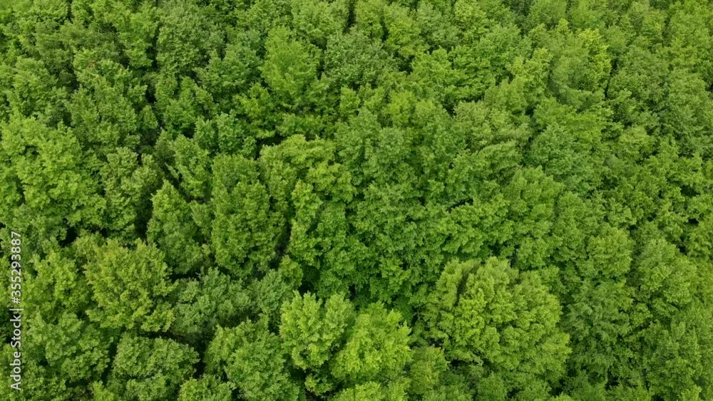 Green forest top view. Beautiful spring forest with deciduous trees. Ecology of nature on the planet. Impenetrable jungle. Green forest top view. Beautiful spring forest with deciduous trees. Ecology of nature on the planet. Impenetrable jungle.
