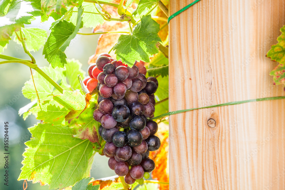 Wine Season at vineyard Potsdam/Winzerberg Potsdam Wine Season at vineyard Potsdam/Winzerberg Potsdam