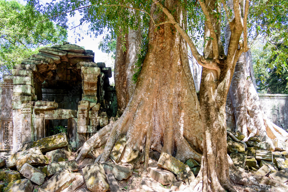 Huge Ficus Tree Roots Covering Walls at Ta Prohm Temple at Angkor Wat Siem Reap Cambodia Huge Ficus Tree Roots Covering Walls at Ta Prohm Temple at Angkor Wat Siem Reap Cambodia