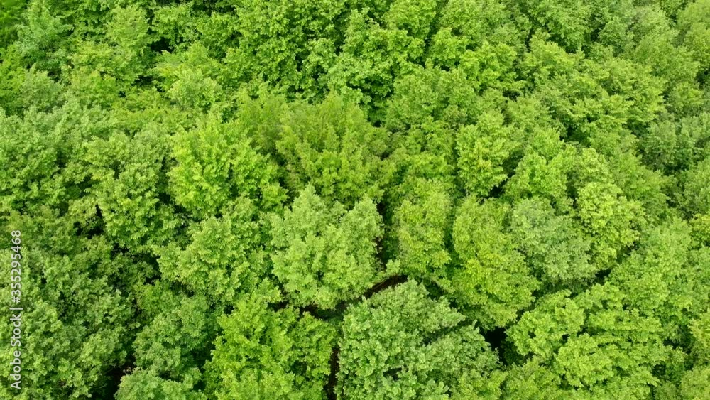 Green forest top view. Beautiful spring forest with deciduous trees. Ecology of nature on the planet. Impenetrable jungle. Green forest top view. Beautiful spring forest with deciduous trees. Ecology of nature on the planet. Impenetrable jungle.