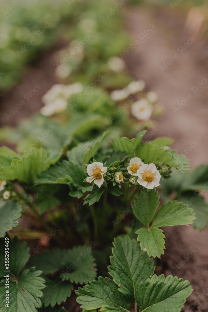 A row of flowering strawberry bushes top view. Garden bed background. A row of flowering strawberry bushes top view. Garden bed background.