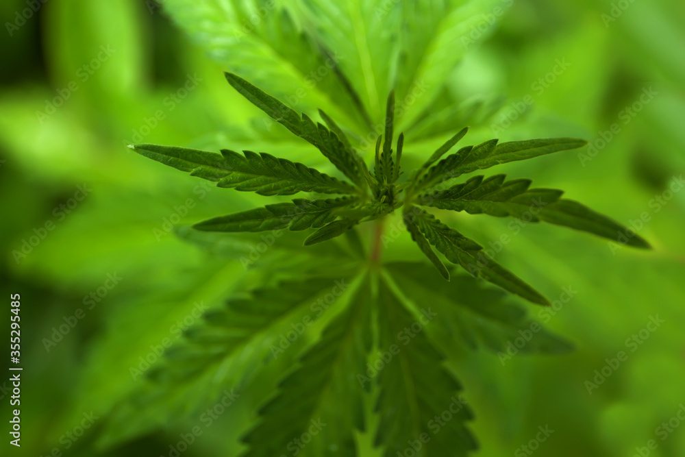 Blurred background Green hemp leaves, close up Blurred background Green hemp leaves, close up