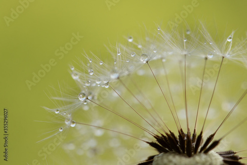 dandelion seeds with water drops on yellow