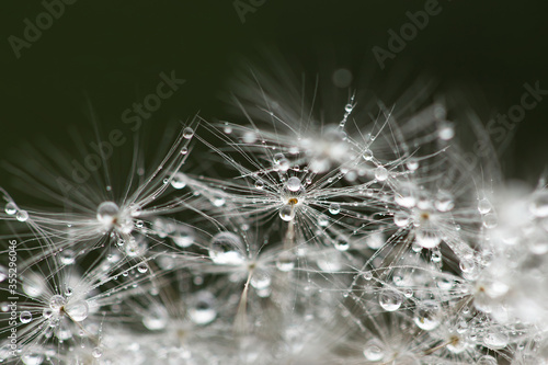 dandelion seeds with water drops macro